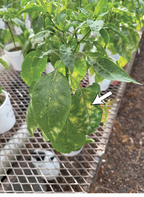 Upper leaf surface of a chile pepper plant with yellow discoloration. 