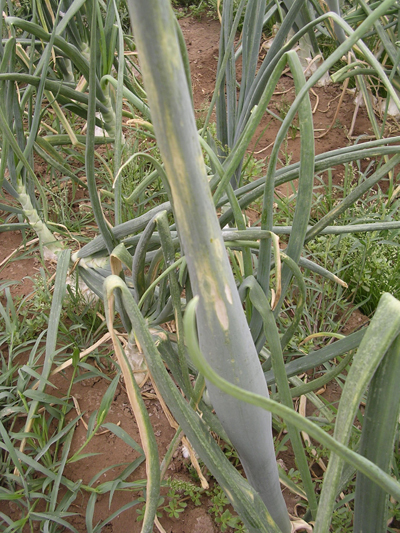 Fig. 1: Photograph of onion plant infected with Iris Yellow Spot Virus, showing characteristic yellow lesions.