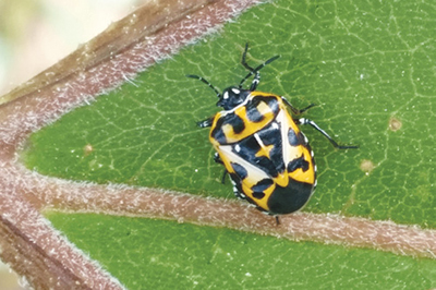 Fig. 02: Photograph of harlequin bug adult with subtle feeding damage.