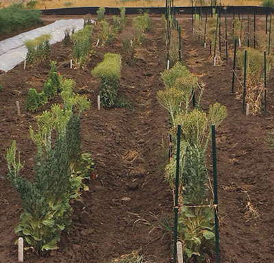 Fig. 02: Photograph of bolting lettuce held up by trellises for seed saving.