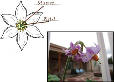 Fig. 03: Illustration example showing imperfect male and female squash flowers.