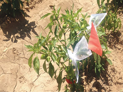 Fig. 05: Photograph of a chile pepper plant with two blossom bags tied around its flowers.