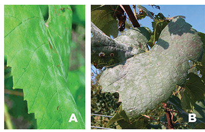 Fig. 01A: Photograph of mostly green leaf with some white powdery mildew. Fig. 01B: Photograph of a mostly white leaf, heavily infected with powdery mildew.
