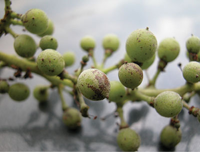 Fig. 02: Photograph of recently set fruit infected with powdery mildew.