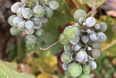 Fig. 03: Photograph of severely infected berries with some cracking evident.