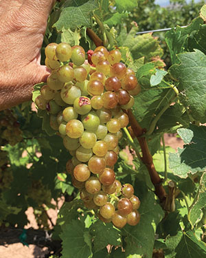 Fig. 08: Photograph of a sunburned, pre-veraison grape cluster due to overexposure.