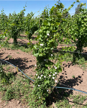 Fig. 01: Photograph of field bindweed (Convolvulus arvensis) growing in vine rows and over a young grapevine.