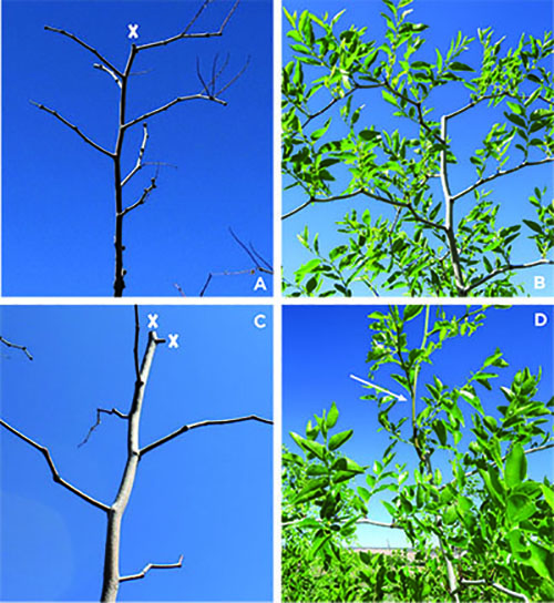 Figure 2A: Photograph showing example of jujube pruning with one cut to the primary shoot. Figure 2B: Photograph showing growth from the secondary branch in the growing season without a new primary shoot after one cut. Figure 2C: Photograph showing example of jujube pruning with two cuts to the primary shoot. Figure 2D: Photograph showing growth of new primary shoot in the growing season after two cuts during winter pruning.