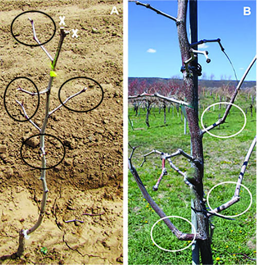 Figure 3A: Photograph showing secondary branches pruned to two nodes each and two cuts to the primary shoot. Figure 3B: Photograph showing new branches formed from pruned secondary branches.
