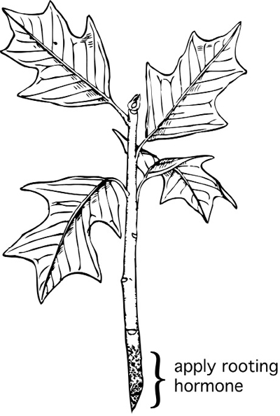 Fig. 3: Illustration of a softwood cutting. 