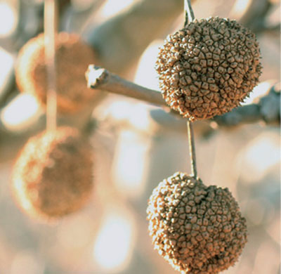 Figure 03: Photograph of Arizona sycamore fruits.
