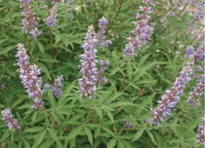 Figure 11: Photograph of chaste tree leaves and flowers.