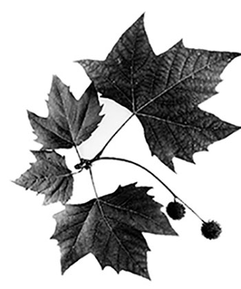 Figure 12: Photograph of London plane tree fruits and leaves.