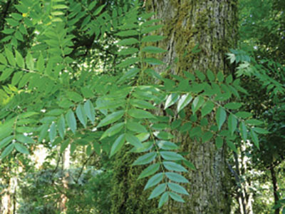 Figure 23: Photograph of Chinese pistache leaves.
