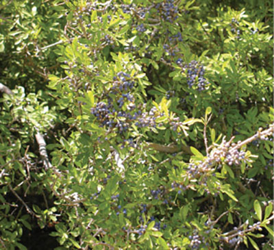 Figure 26: Photograph of New Mexico olive fruits and leaves.