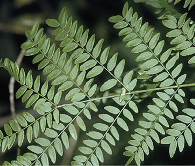 Figure 27: Photograph of honey locust leaves.
