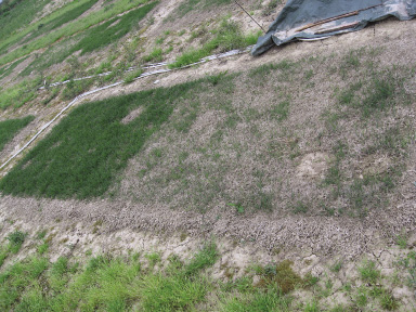 Bermuda grass