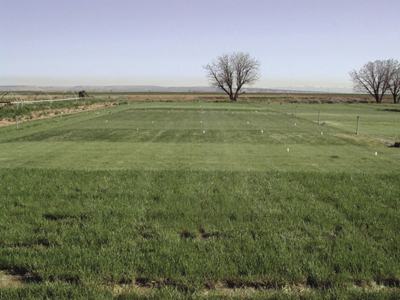 Photo showing condition of cool-season grasses in April at NMSU’s Agricultural Science Center at Farmington