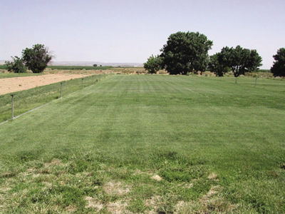 Photograph showing condition of warm-season grasses in July at NMSU’s Agricultural Science Center at Farmington.