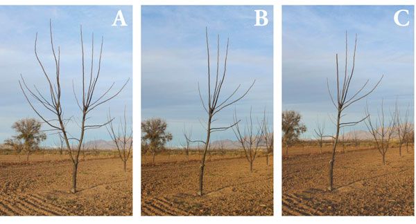 Photographs showing pruning of a Y-shaped tree with two main trunks.