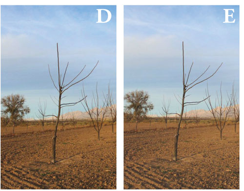 Photographs showing pruning of a Y-shaped tree with two main trunks.
