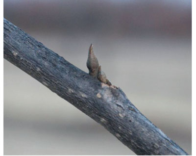 Photograph showing node with primary and secondary buds
