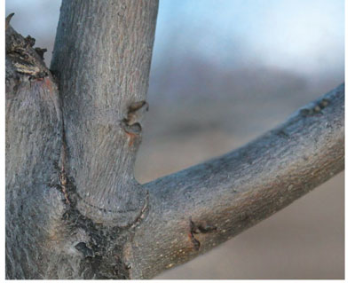 Photograph showing an ideal branch angle for scaffold branches.