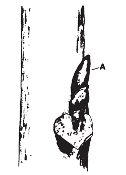 Illustration of two pecan buds.