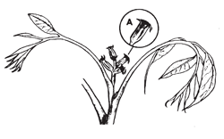 Illustration: Shriveled, hard, brown stigmas (A) indicate that receptivity has passed. Fertilization (union of male gamete and egg) will take place 5 to 7 weeks after pollination.