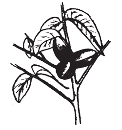 Illustration: The fertilized female flowers rapidly develop into the fruit of the pecan known as a nut. The first half of its development is utilized in developing size and the last half, in filling the shell (ovary wall) with two cotyledons known as a kernel.