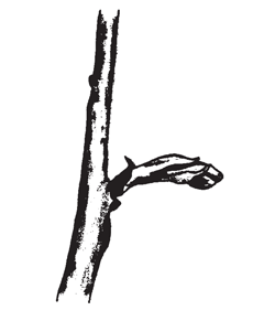 Illustration of a bud scale breaking near the base.