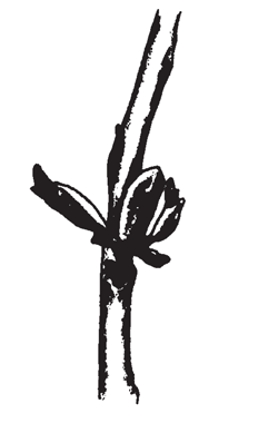 Illustration of the contents of the primary bud emerge as three different parts, each enclosed by its own scale (secondary bud scales).