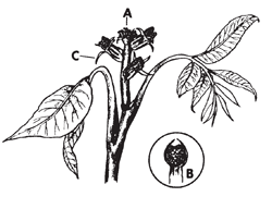 Illustration: The flowers form a typical spike with the growing point remaining vegetative until it has grown sufficiently to produce perhaps several female flowers. The number is determined by the variety and by the vigor of growth of the shoot.