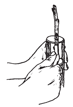 Illustration: Remove about half of the flap of bark with the grafting knife.