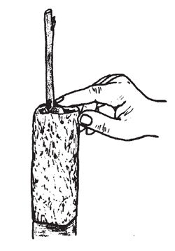 Illustration: Fold each side of the divided end of the square of aluminum foil. Cover all cut surfaces with the foil, including the overlap shoulder of the graft. Crimp the foil to form a loose mold around the stock.