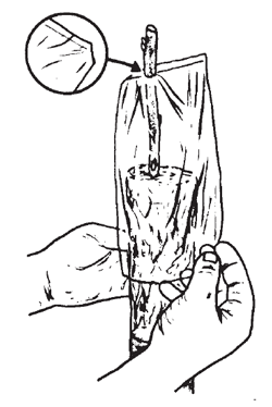 Illustration: Cut off one corner of a pint or quart-size polyethylene bag to make a hole at that point. Slip the bag over the graft and work the graft through the hole. Pull the bag down gently until the cut corner rests just below the "insurance bud"..