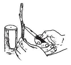 Illustration: Collect graftwood of desired variety in late February or early March while tree is dormant. Secure 1-year wood 1/4