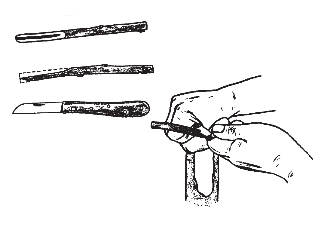 Use a knife as illustrated with a sharp grafting blade. Hold knife firmly and with a level trajectory make a smooth, straight cut 2 1/2