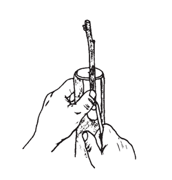 Illustration: Place cut surface of graft against shaved shield on stock. Allow 1/4