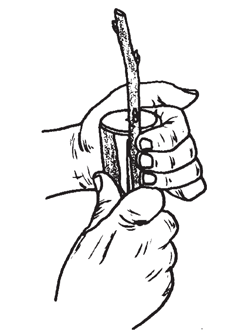 Illustration: Make the cut on the left side of the graft identical to the cut on the right side.