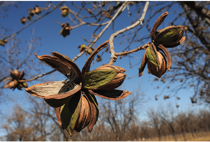 Close-up of pecans in split husks on a tree branch against a blue sky.
