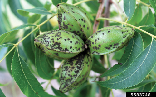 Cluster of green pecans with black spots, indicating scab infection, surrounded by green leaves.