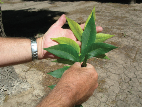 Hands holding a cluster of leaves, with a healthy green leaf on top and a yellowing leaf below showing interveinal chlorosis.
