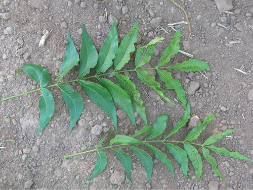 Two pinnate leaves on soil, one showing zinc deficiency symptoms with curling and discoloration.