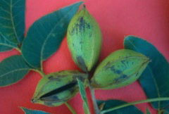 Three green pecan husks with one displaying a lengthwise split, against a red background.