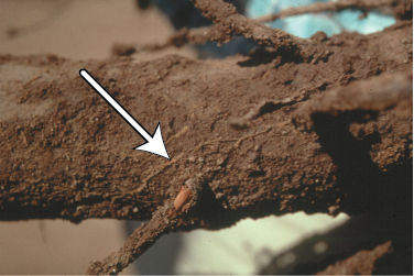Close-up of Phymatotrichopsis omnivora fungal strands on a pecan root with an arrow indicating their location.