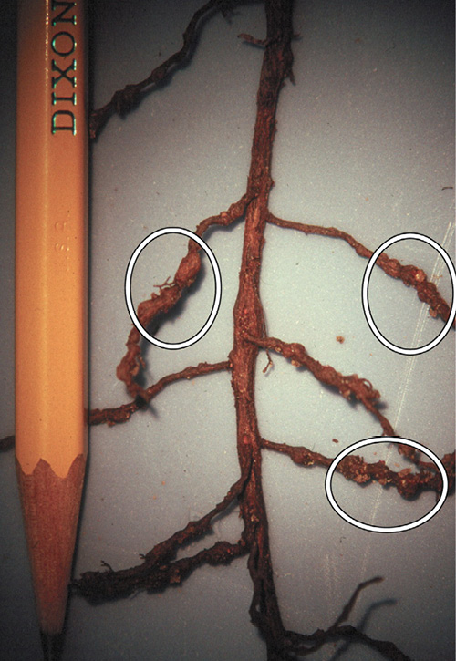 Pecan roots with galls caused by root-knot nematodes, highlighted by white circles, next to a pencil.