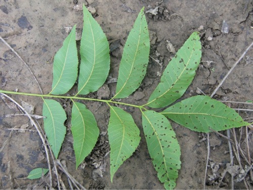 Pecan leaf with advanced scab infection characterized by dark spots.