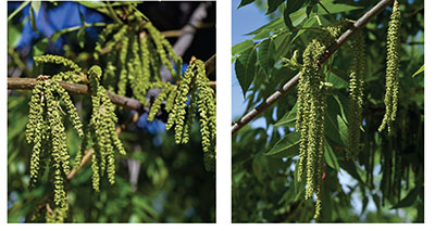 Fig. 01: Photograph of ‘Western’ and ‘Wichita’ catkins (male inflorescences).