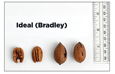 Fig. 04: Photograph of ‘Ideal’ kernels and nuts.